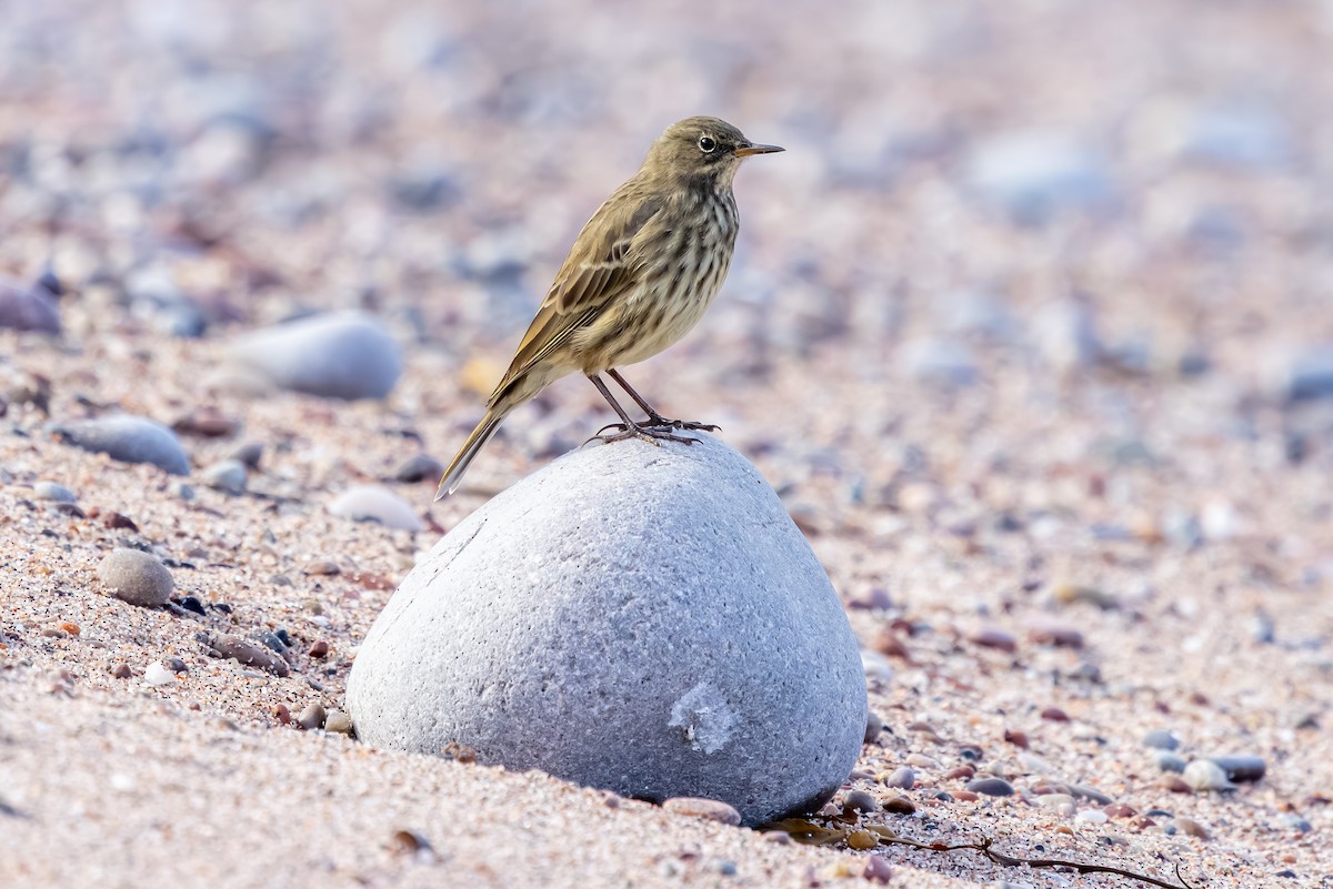 Bisbita Costero - ML647850828