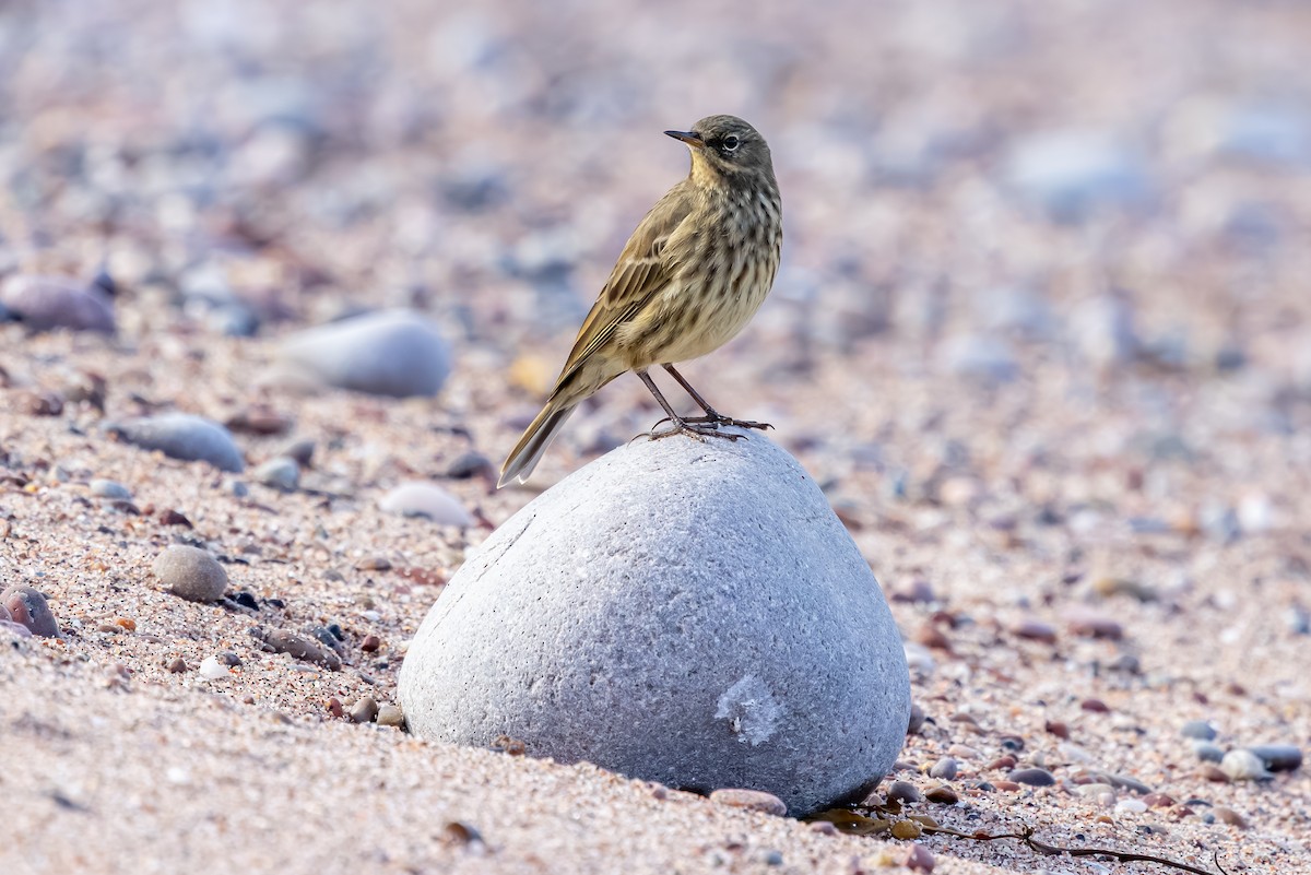 Bisbita Costero - ML647850830