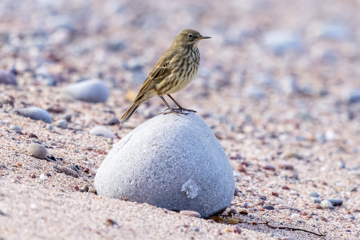 Bisbita Costero - ML647850833