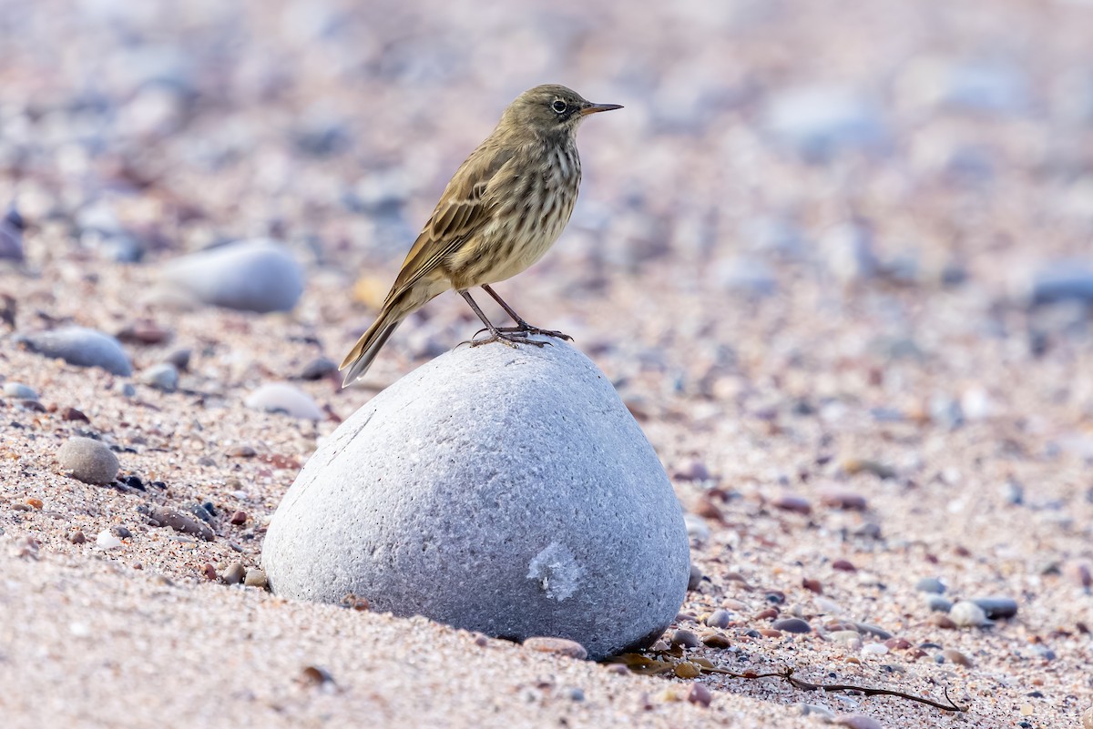 Bisbita Costero - ML647850834