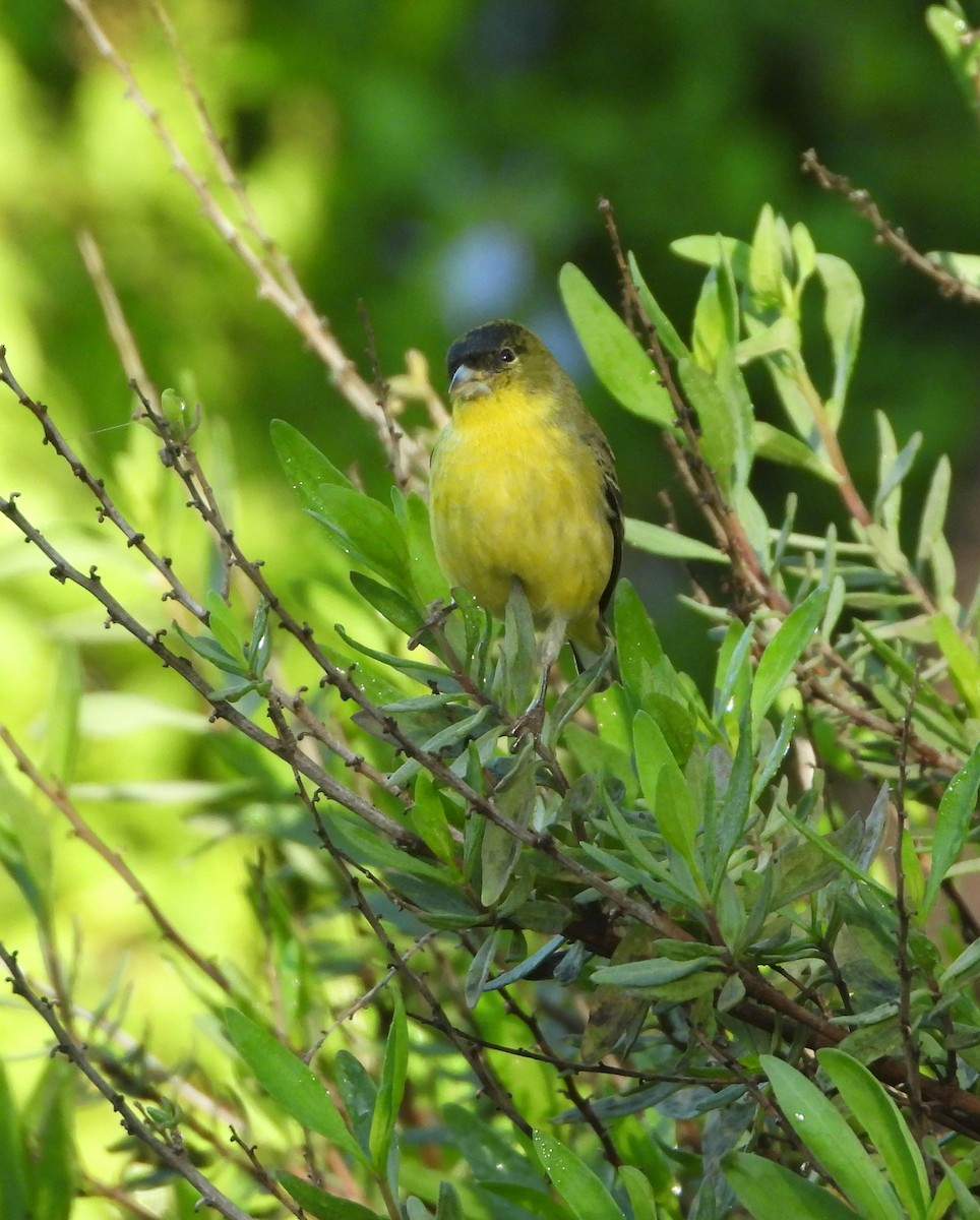 Lesser Goldfinch - ML647850835