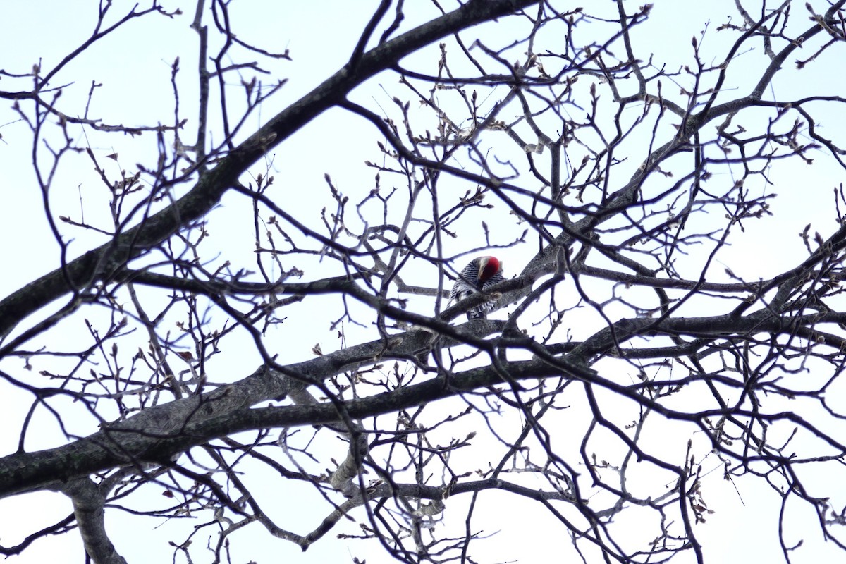 Red-bellied Woodpecker - ML647850837