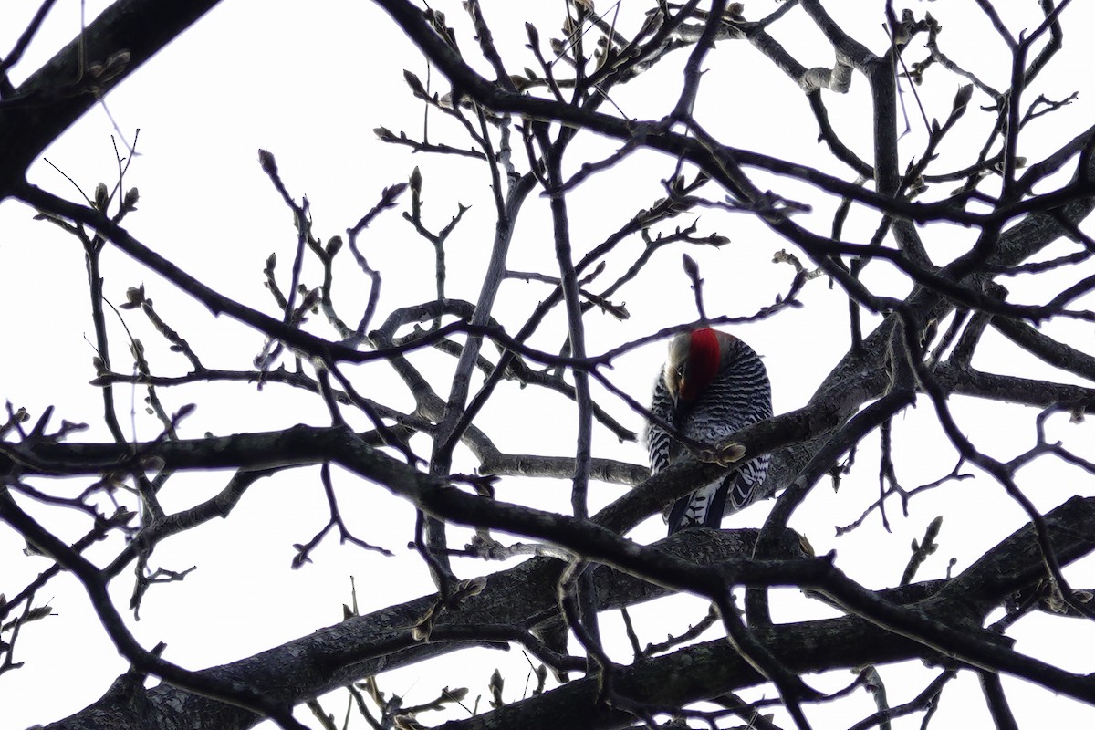 Red-bellied Woodpecker - ML647850838