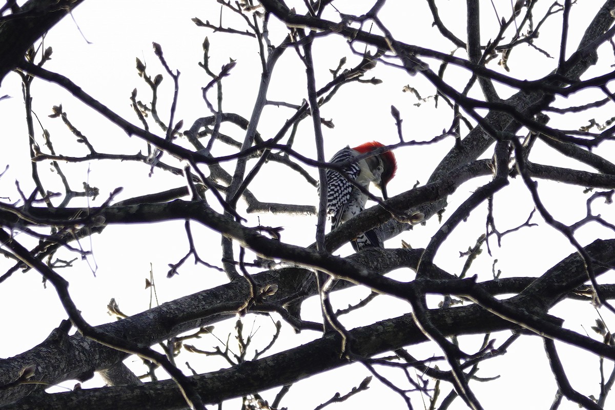Red-bellied Woodpecker - ML647850840