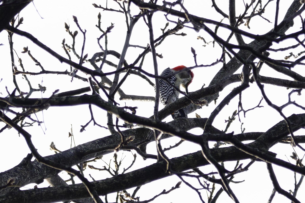 Red-bellied Woodpecker - ML647850841