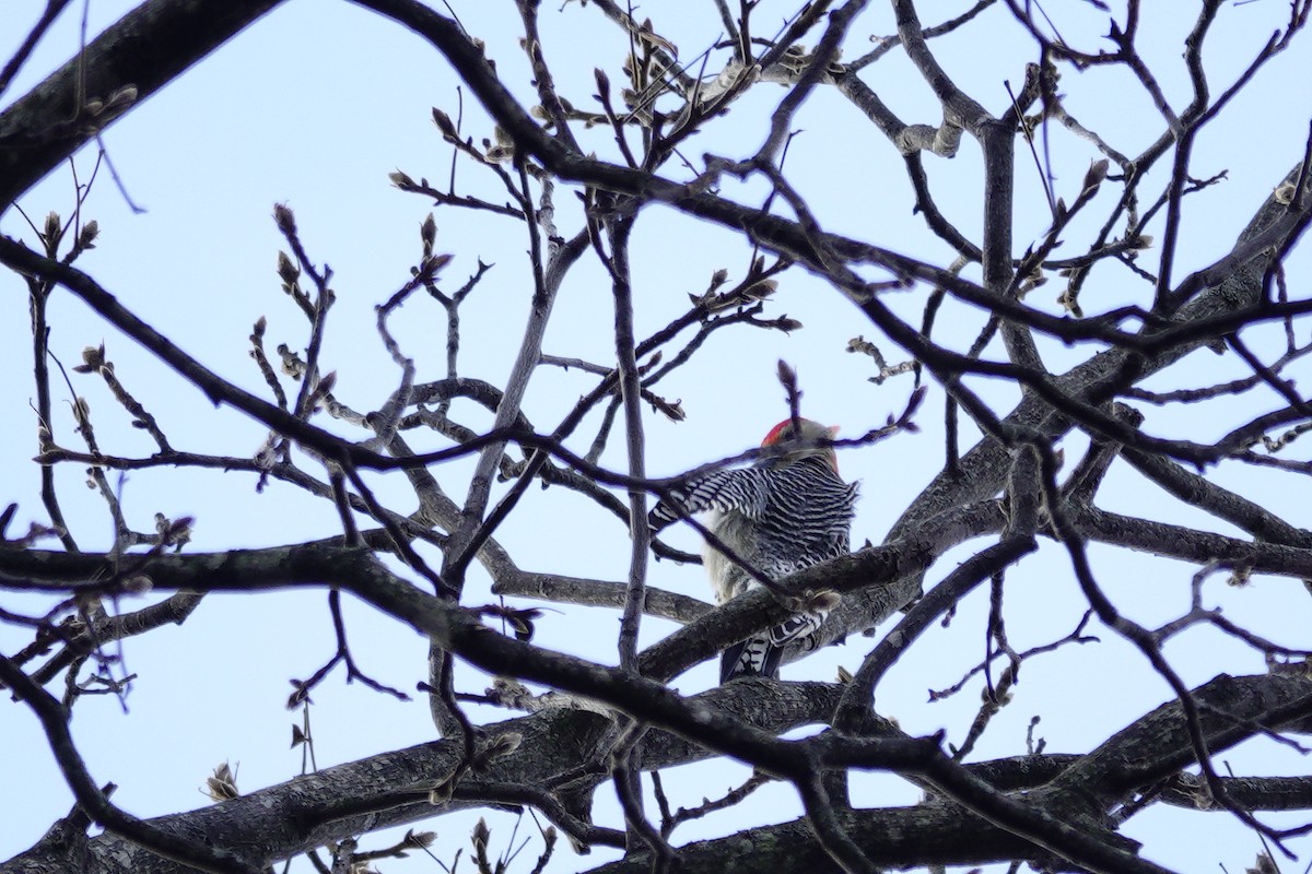 Red-bellied Woodpecker - ML647850842