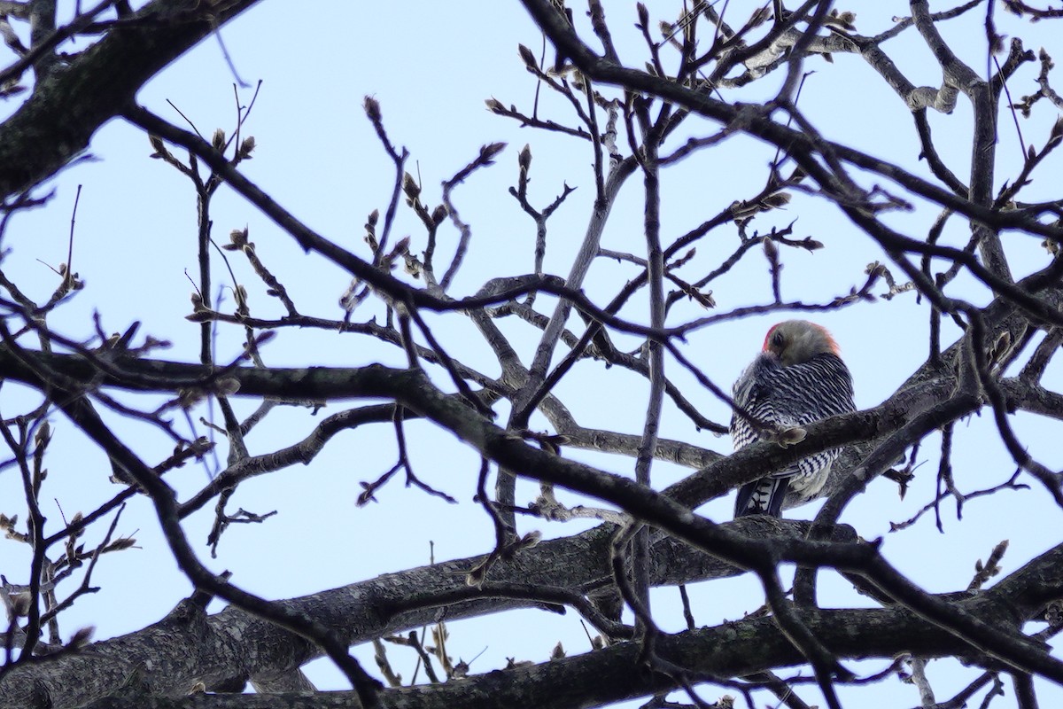 Red-bellied Woodpecker - ML647850843