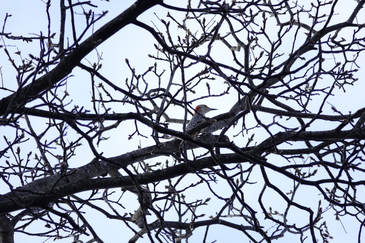 Red-bellied Woodpecker - ML647850844