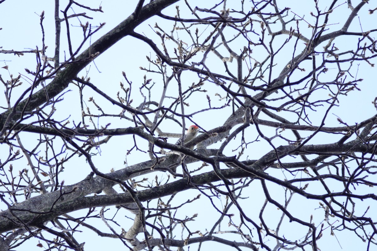 Red-bellied Woodpecker - ML647850845