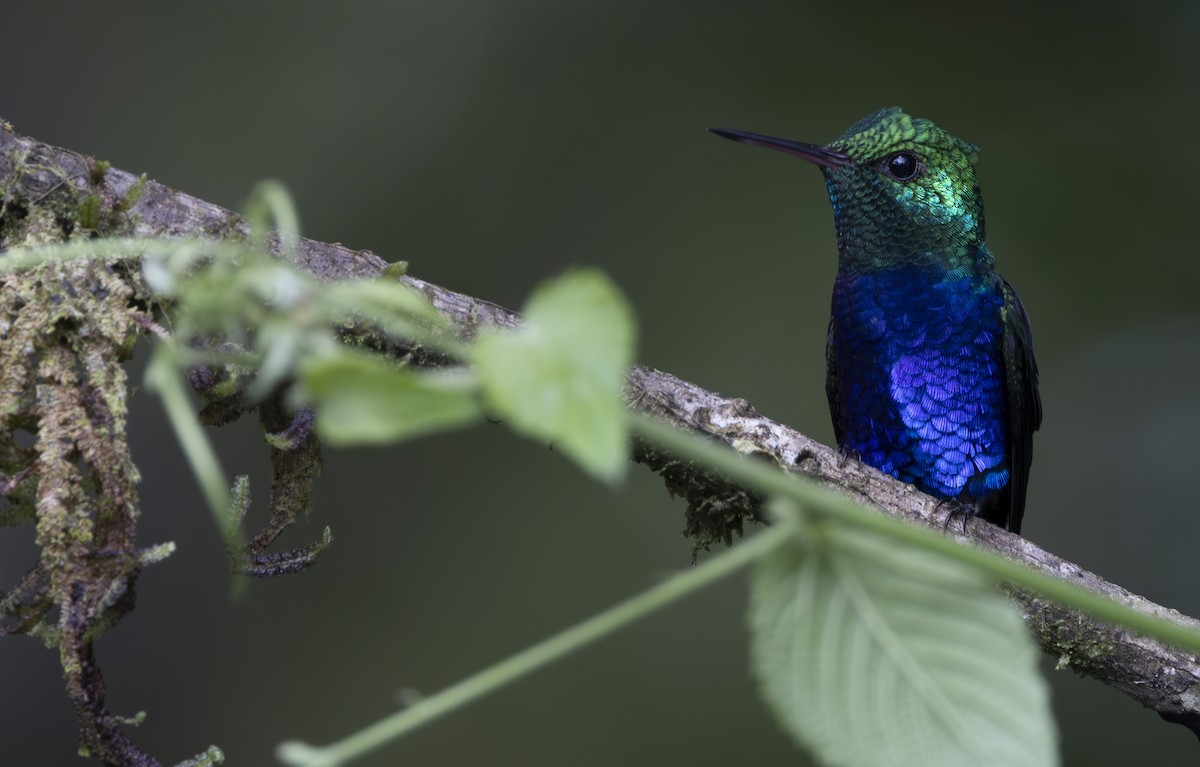 Violet-bellied Hummingbird - ML647850846