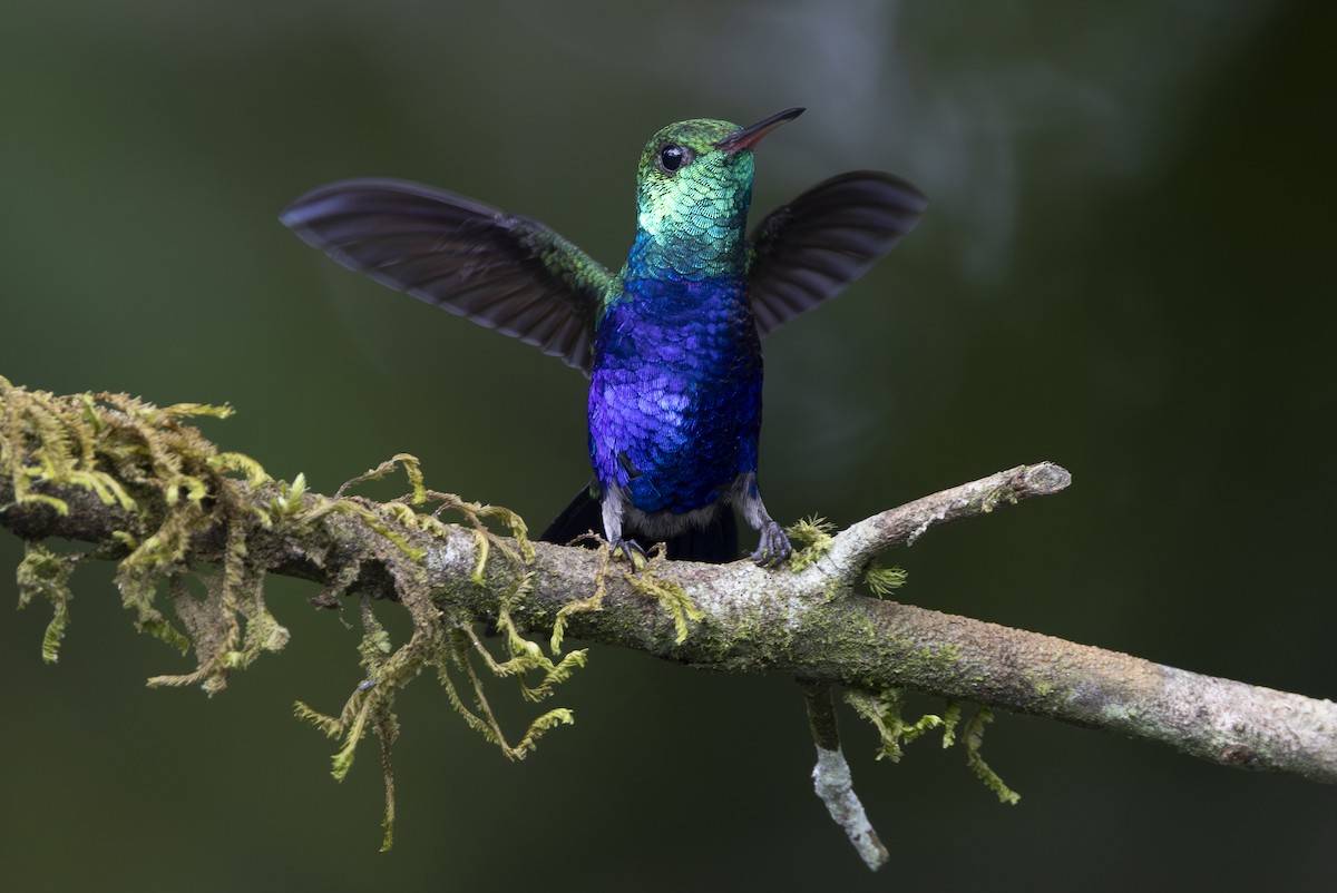 Violet-bellied Hummingbird - ML647850847