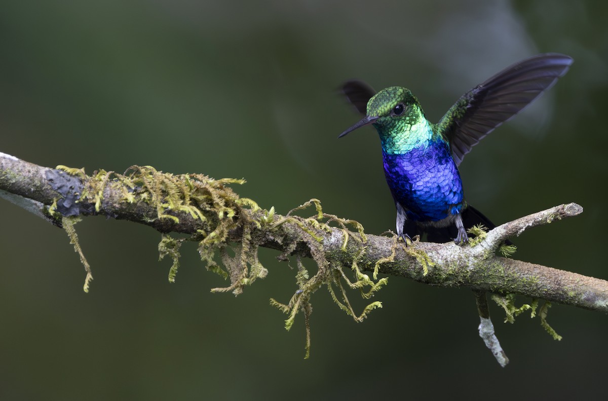 Violet-bellied Hummingbird - ML647850848
