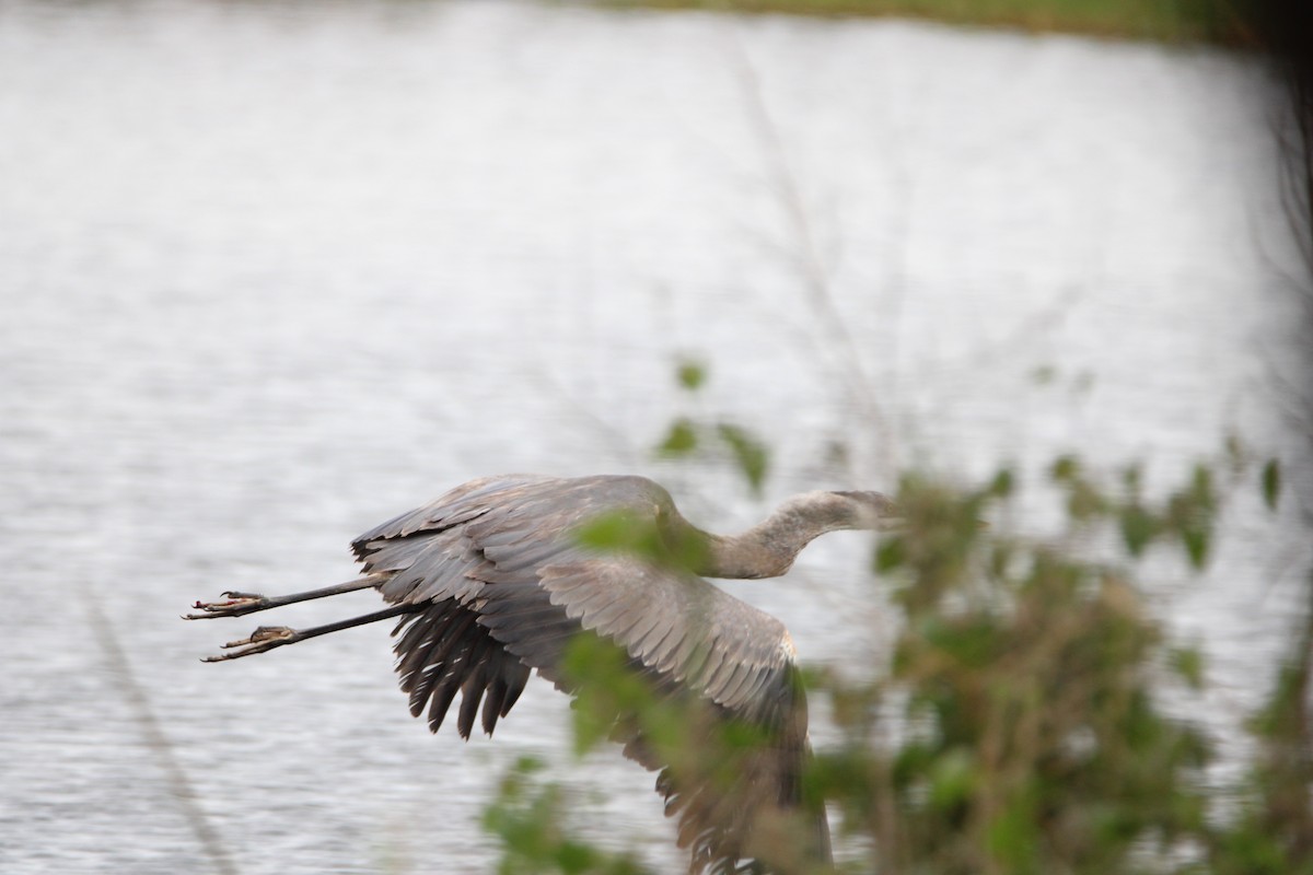 Great Blue Heron - ML647850850