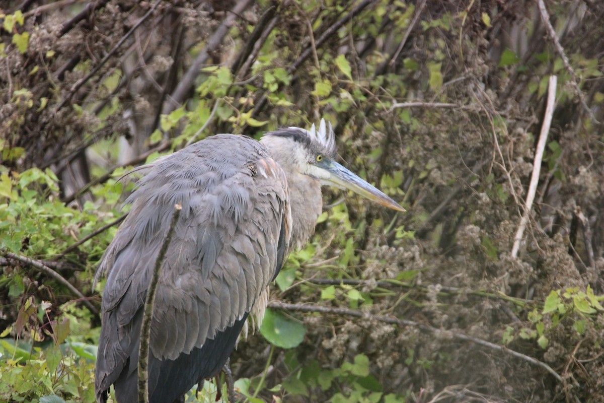 Great Blue Heron - ML647850851