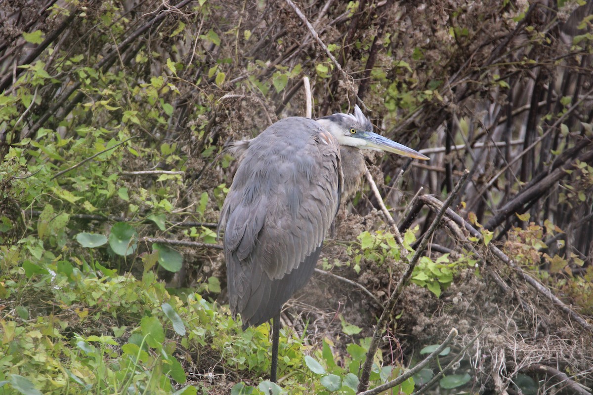 Great Blue Heron - ML647850852