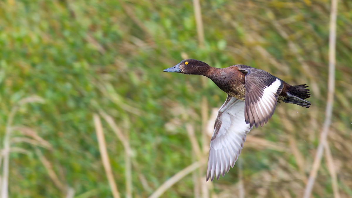 Tufted Duck - ML647850853