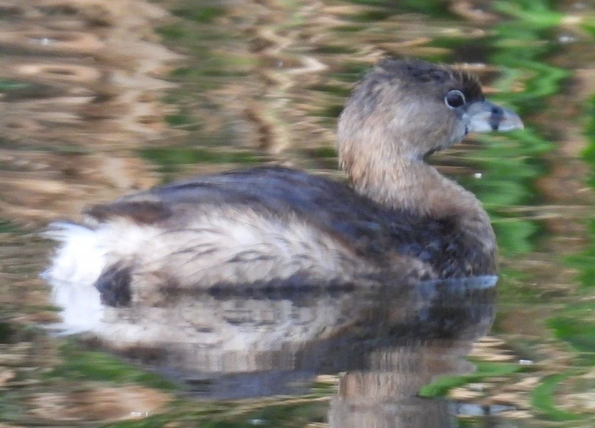 Pied-billed Grebe - ML647850854