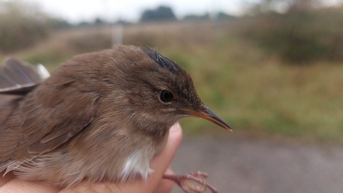 Savi's Warbler - ML647850857