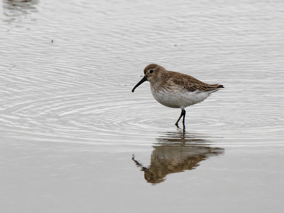 Dunlin - ML647850858
