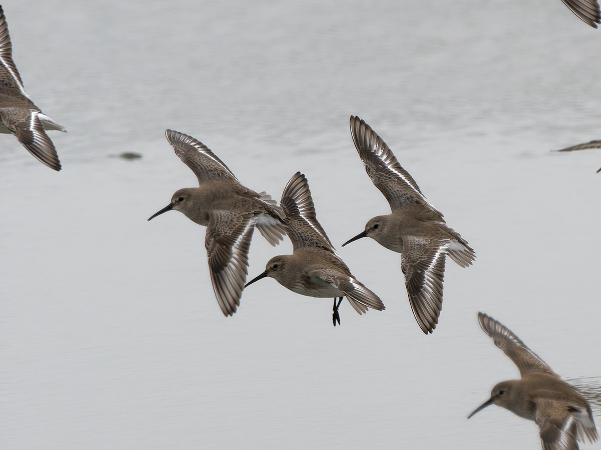 Dunlin - ML647850859