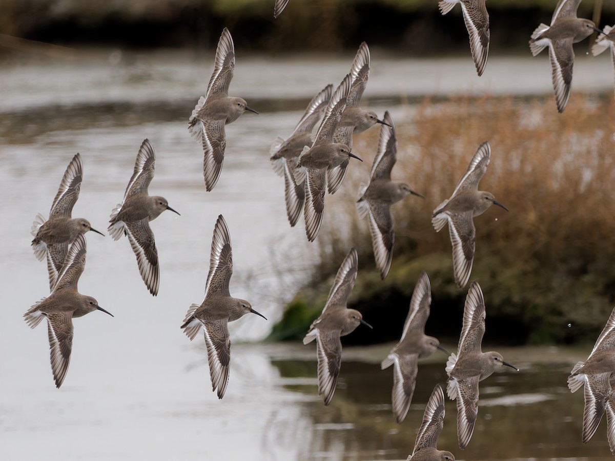 Dunlin - ML647850860