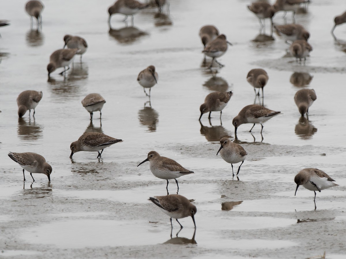 Dunlin - ML647850861