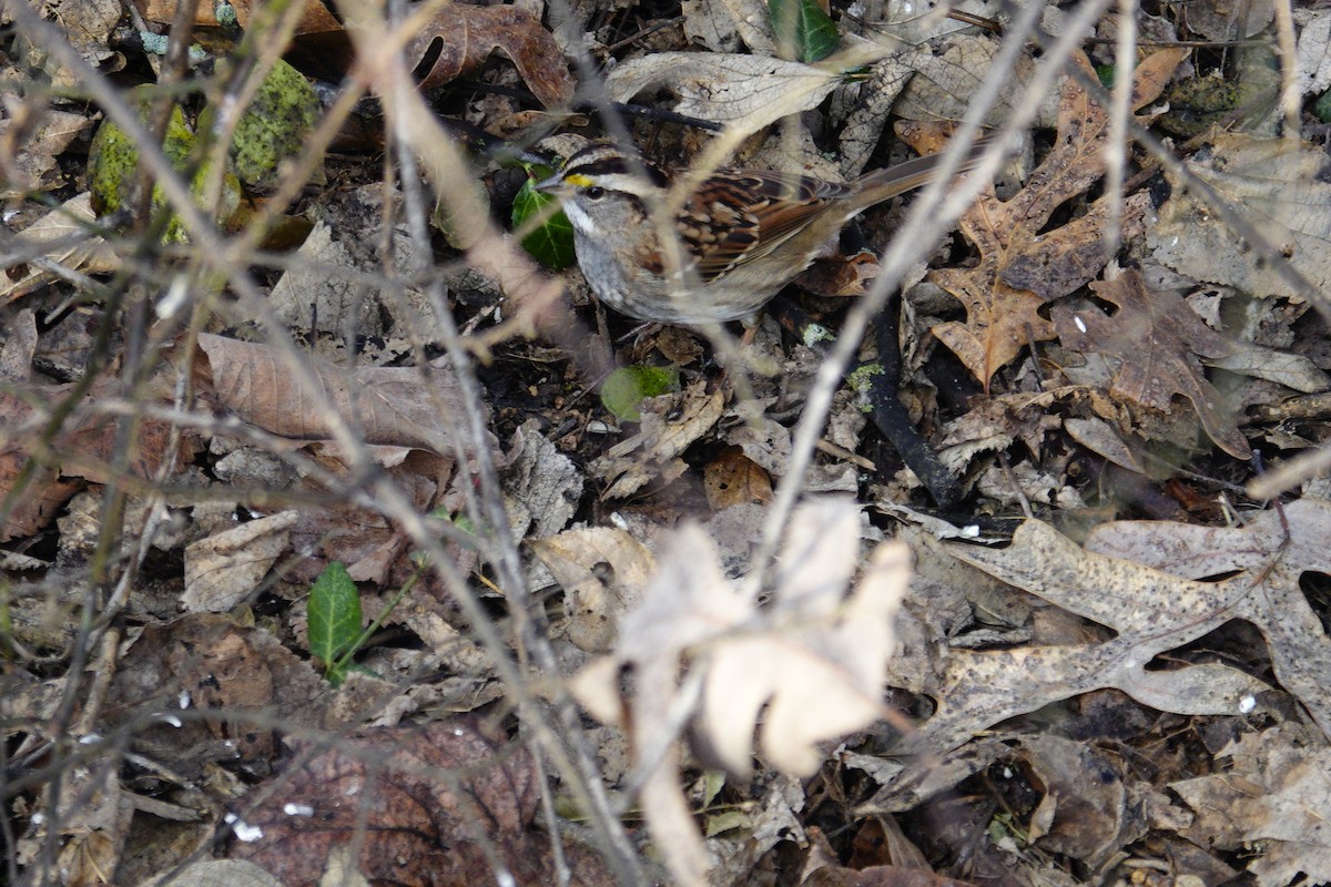 White-throated Sparrow - ML647850862
