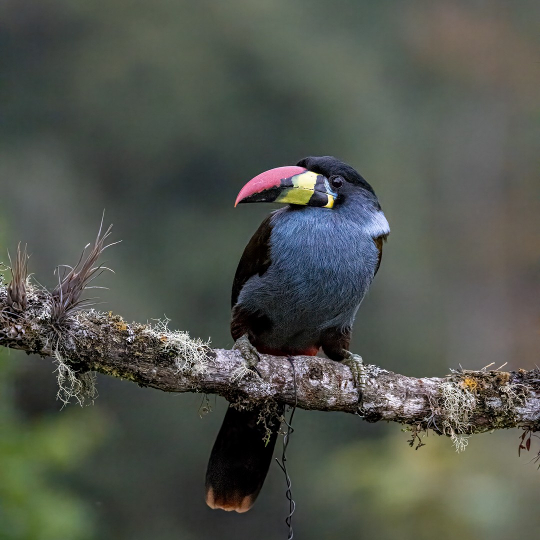 Gray-breasted Mountain-Toucan - ML647850863
