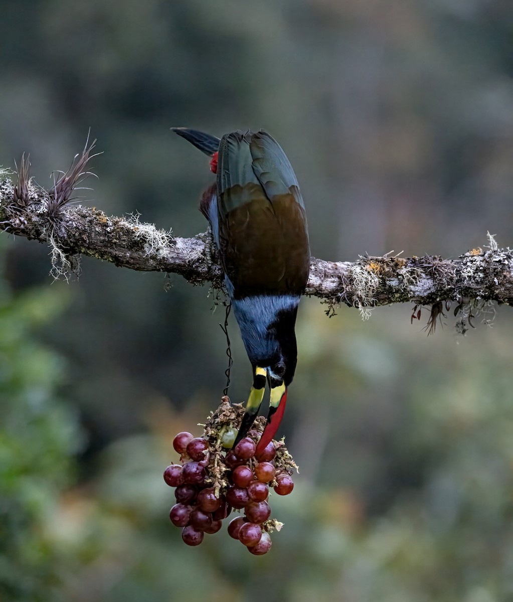 Gray-breasted Mountain-Toucan - ML647850864