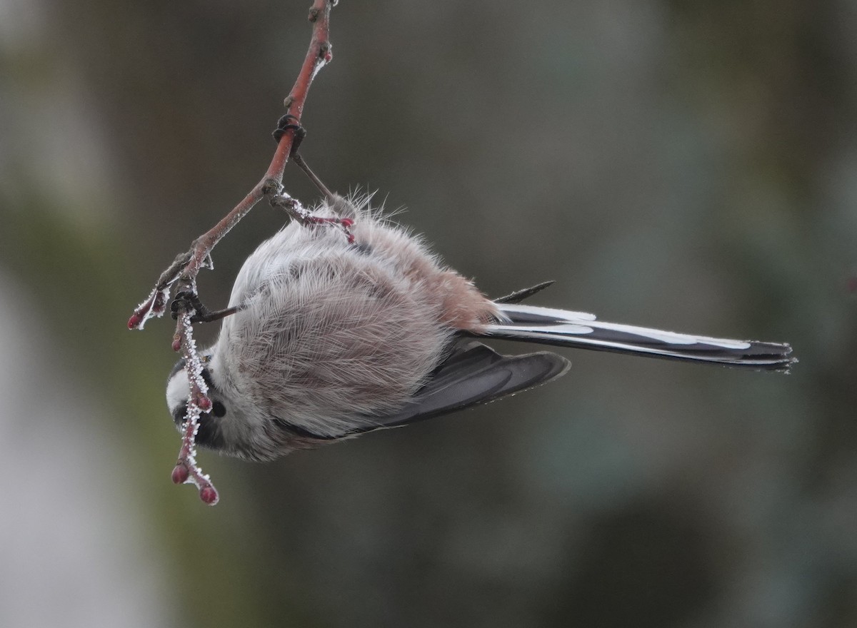 Long-tailed Tit - ML647850869