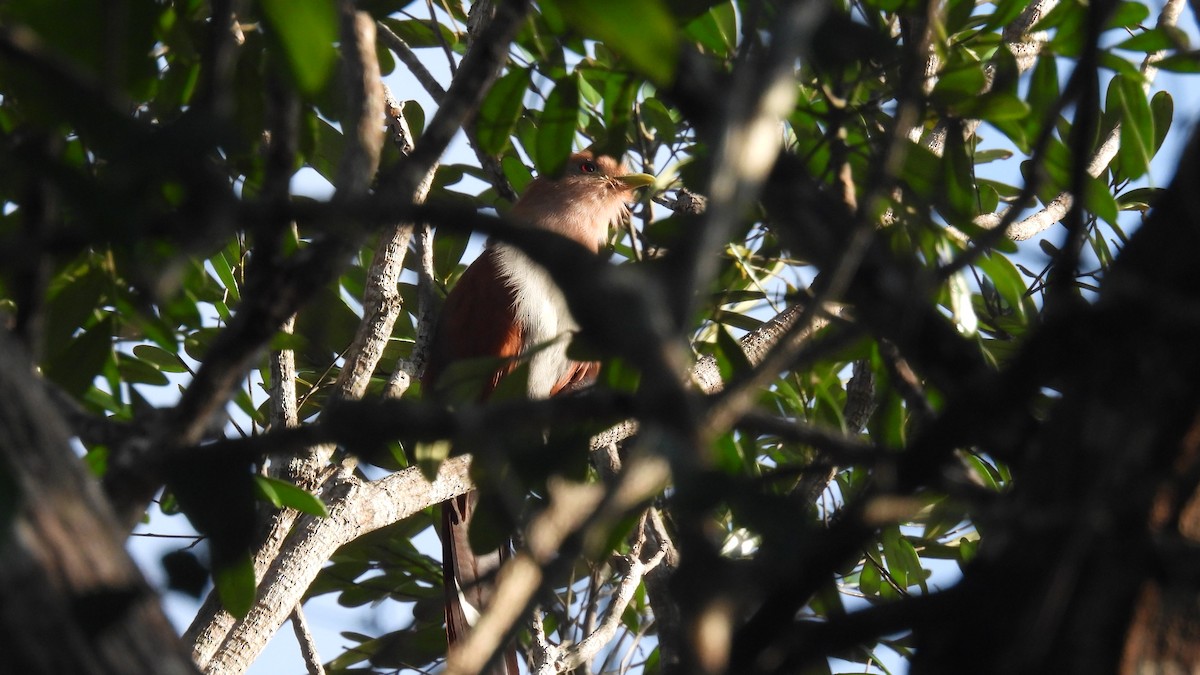Common Squirrel-Cuckoo - ML647850871