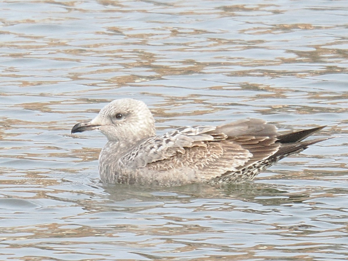 Larus sp. - ML647850872