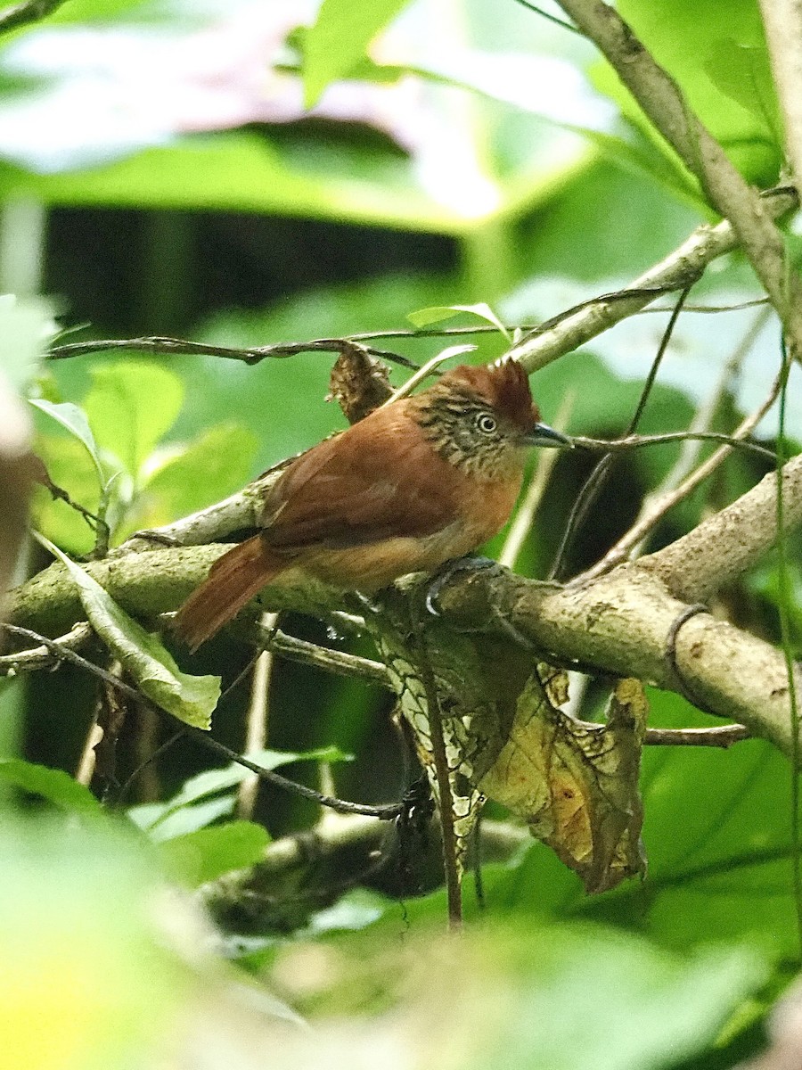 Barred Antshrike - ML647850875