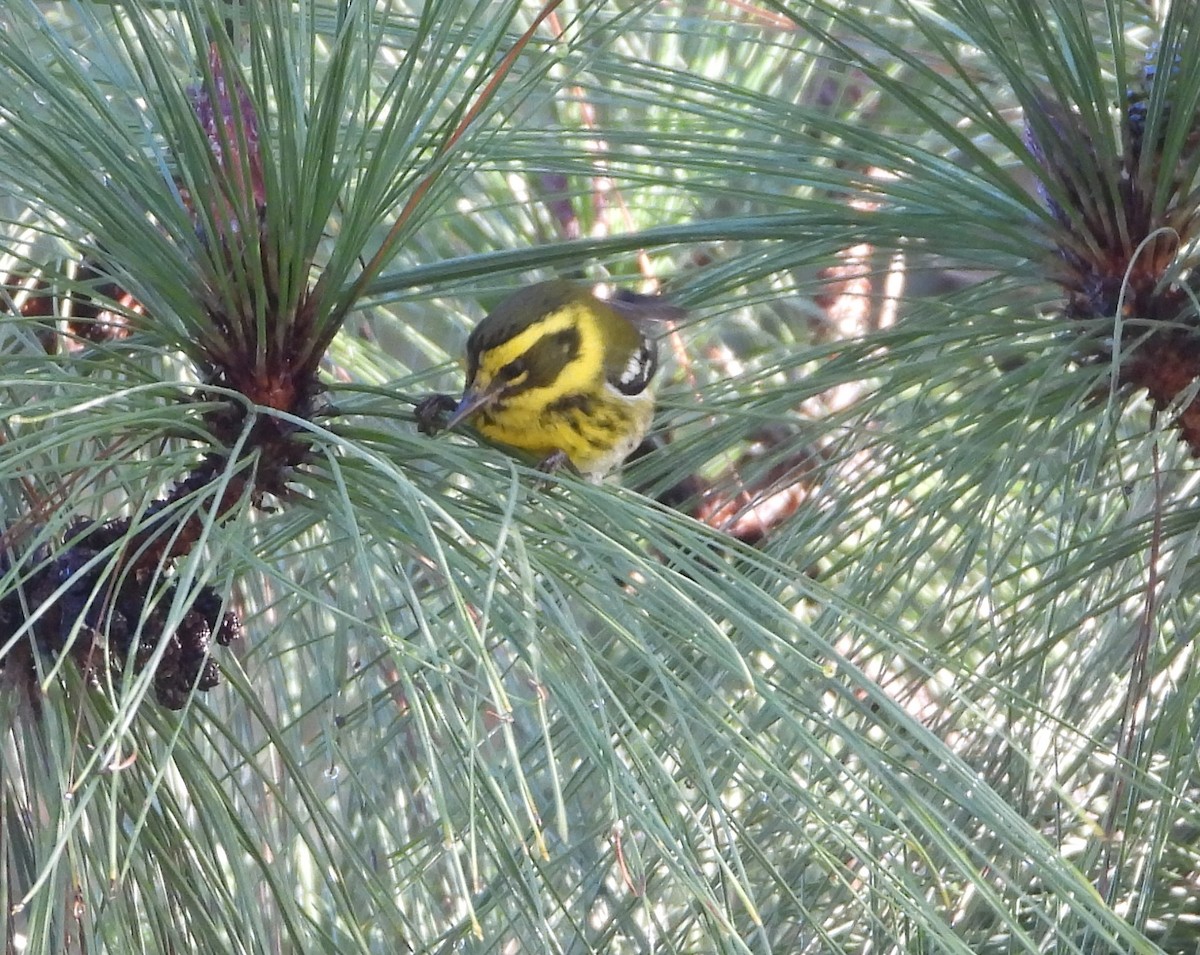 Townsend's Warbler - ML647850877