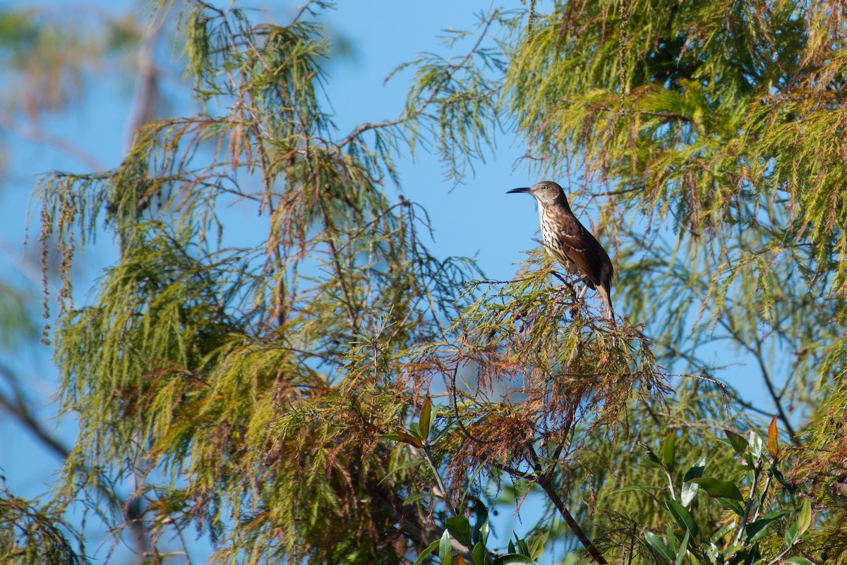 Тремблер прямодзьобий - ML647850892