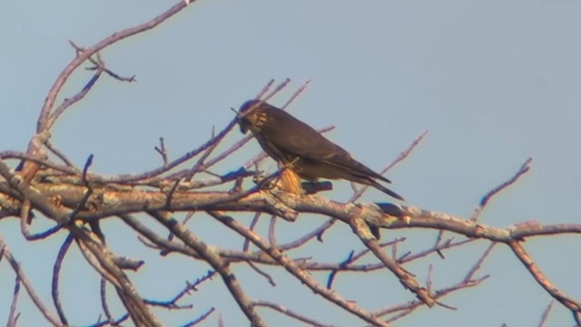 Merlin - ML647850908