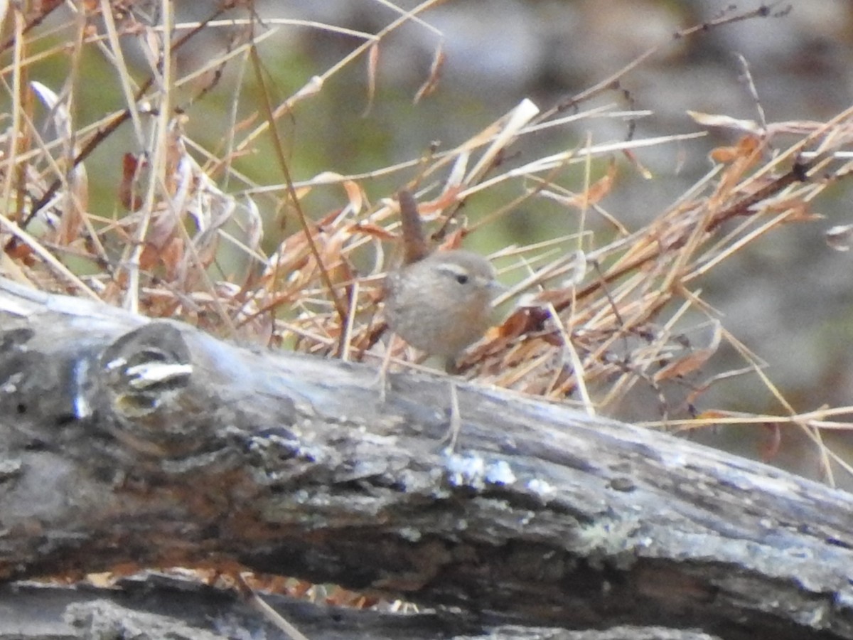 střízlík kanadský - ML647850920