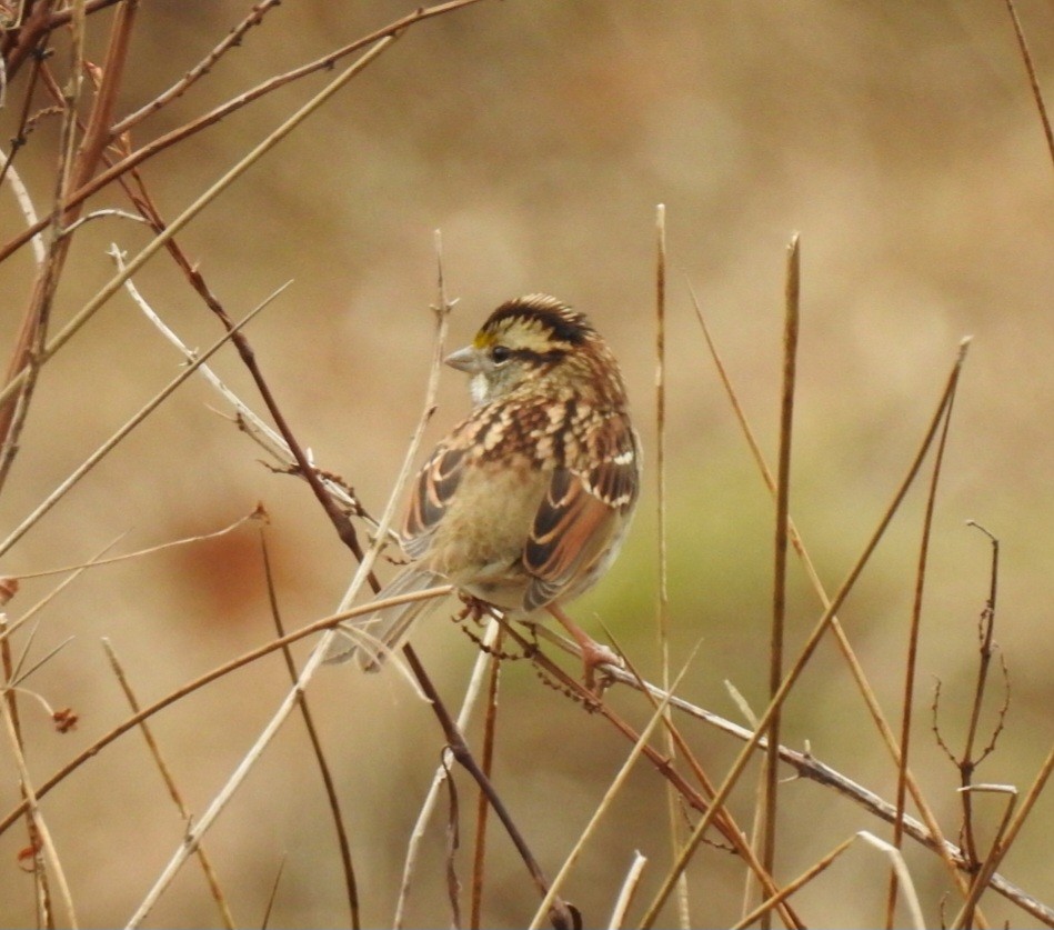 White-throated Sparrow - ML647850923