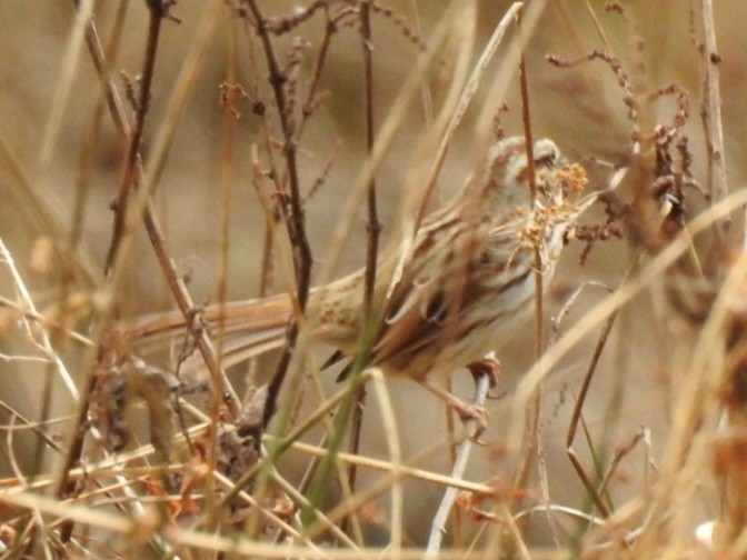Song Sparrow - ML647850929