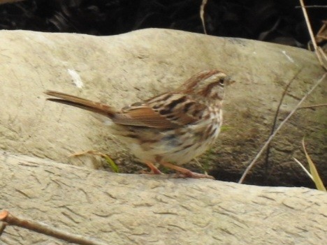 Song Sparrow - ML647850930