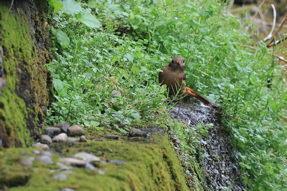 חכלילית סיבירית - ML647850941