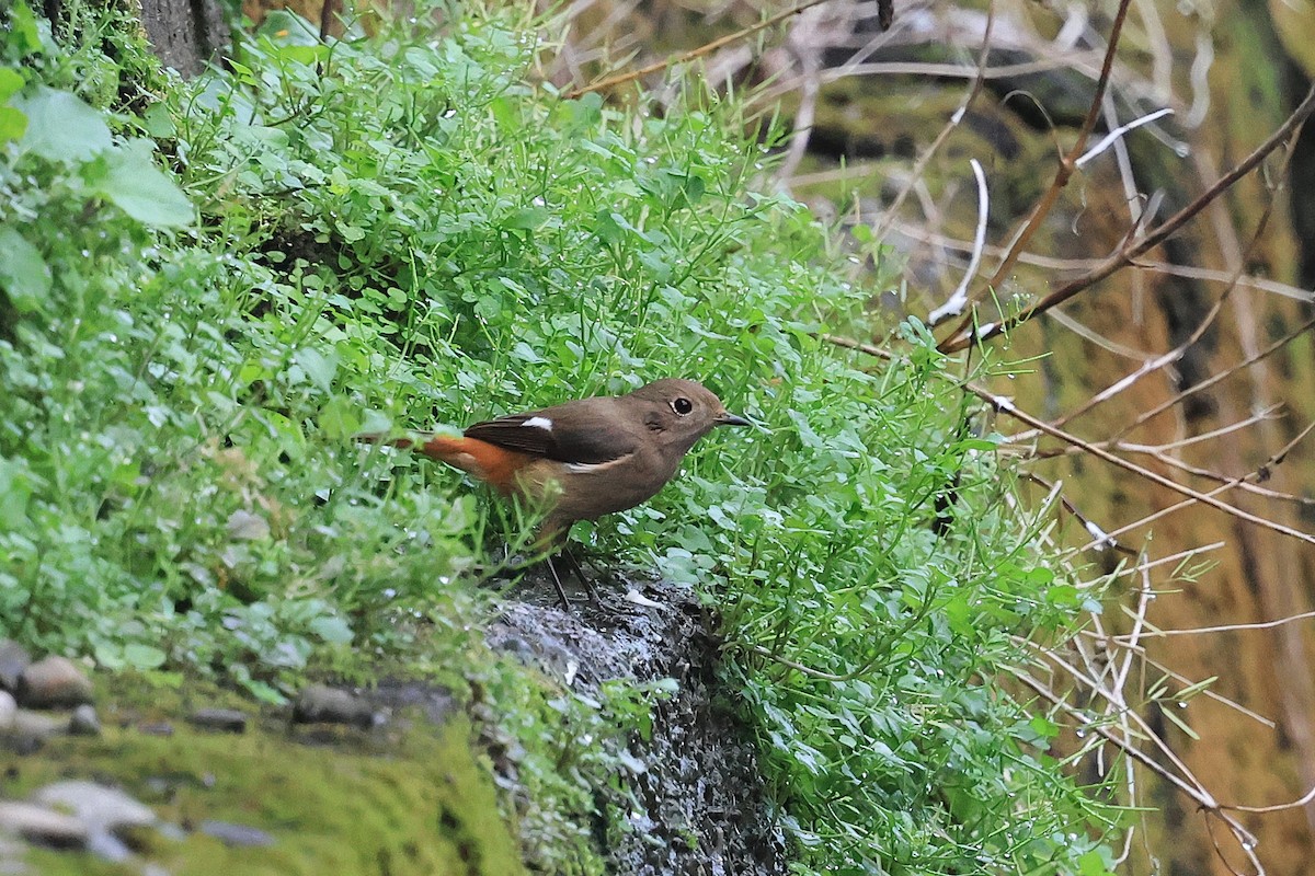 חכלילית סיבירית - ML647850942