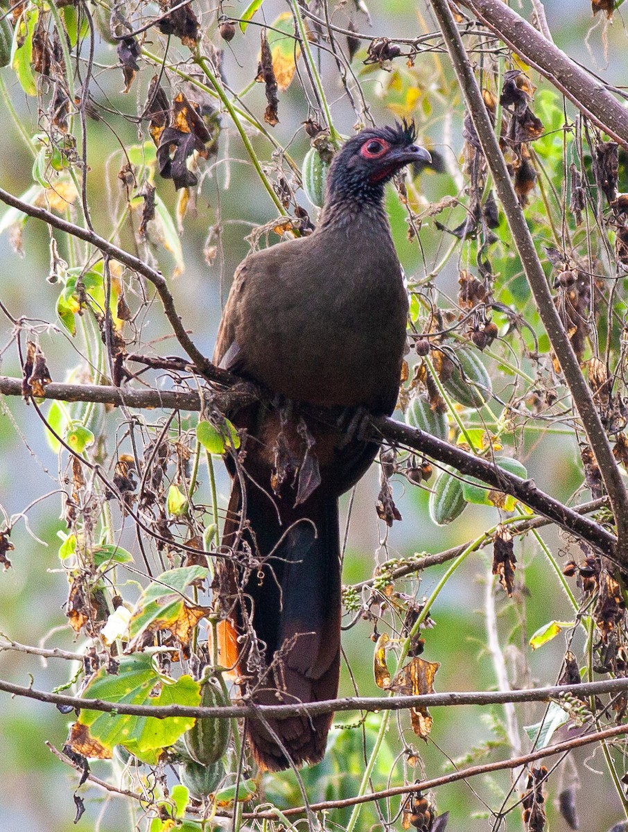 Rufous-bellied Chachalaca - ML647850943