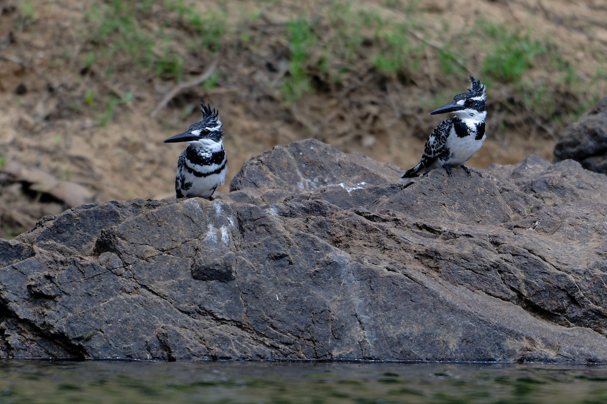 Pied Kingfisher - ML647850951