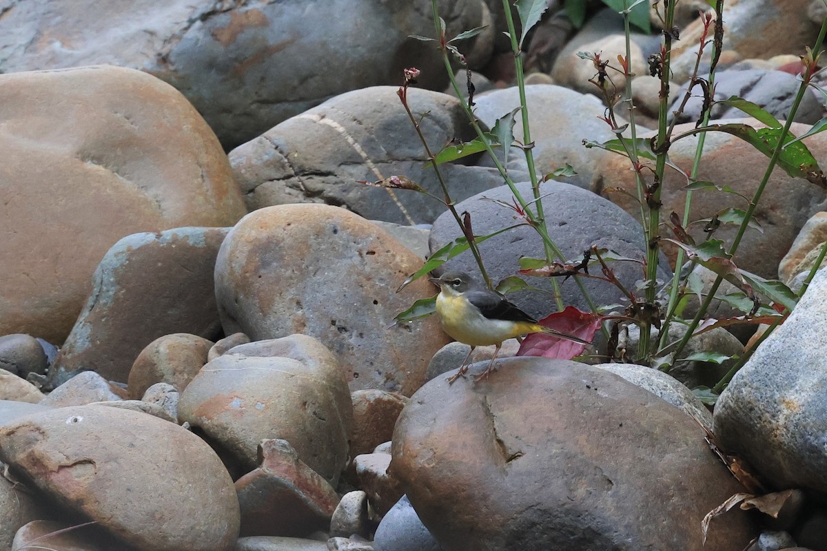 Buztanikara horia - ML647850953