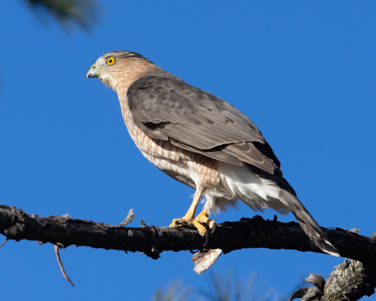 Cooper's Hawk - ML647850954