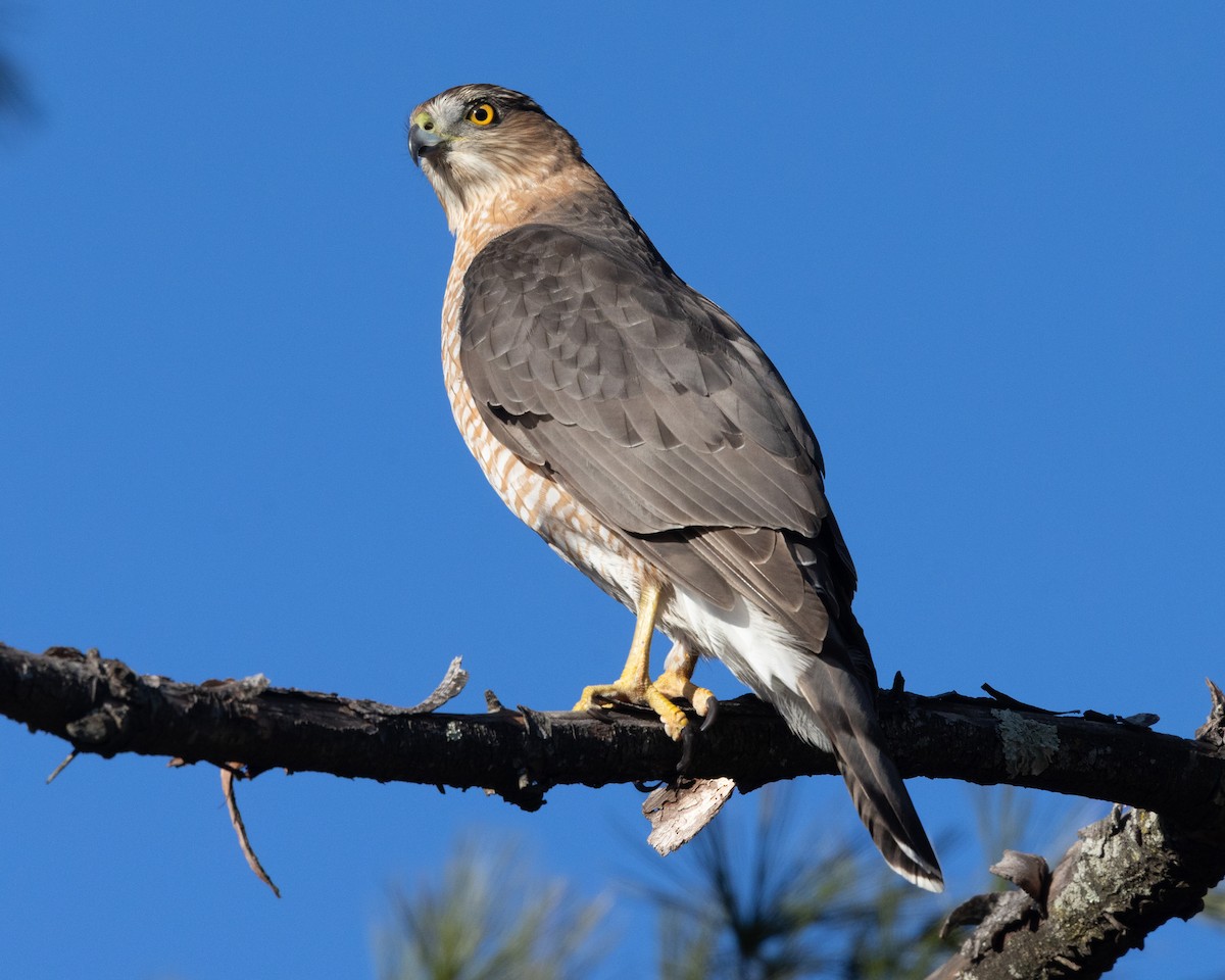 Cooper's Hawk - ML647850955