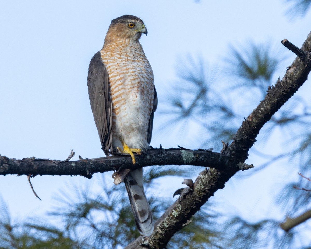 Cooper's Hawk - ML647850956