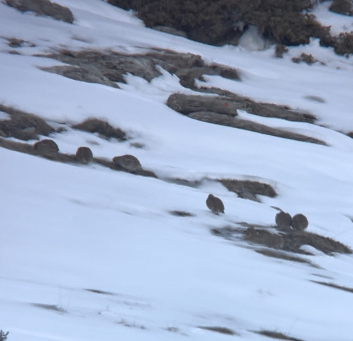 Eper grisa - ML647850957