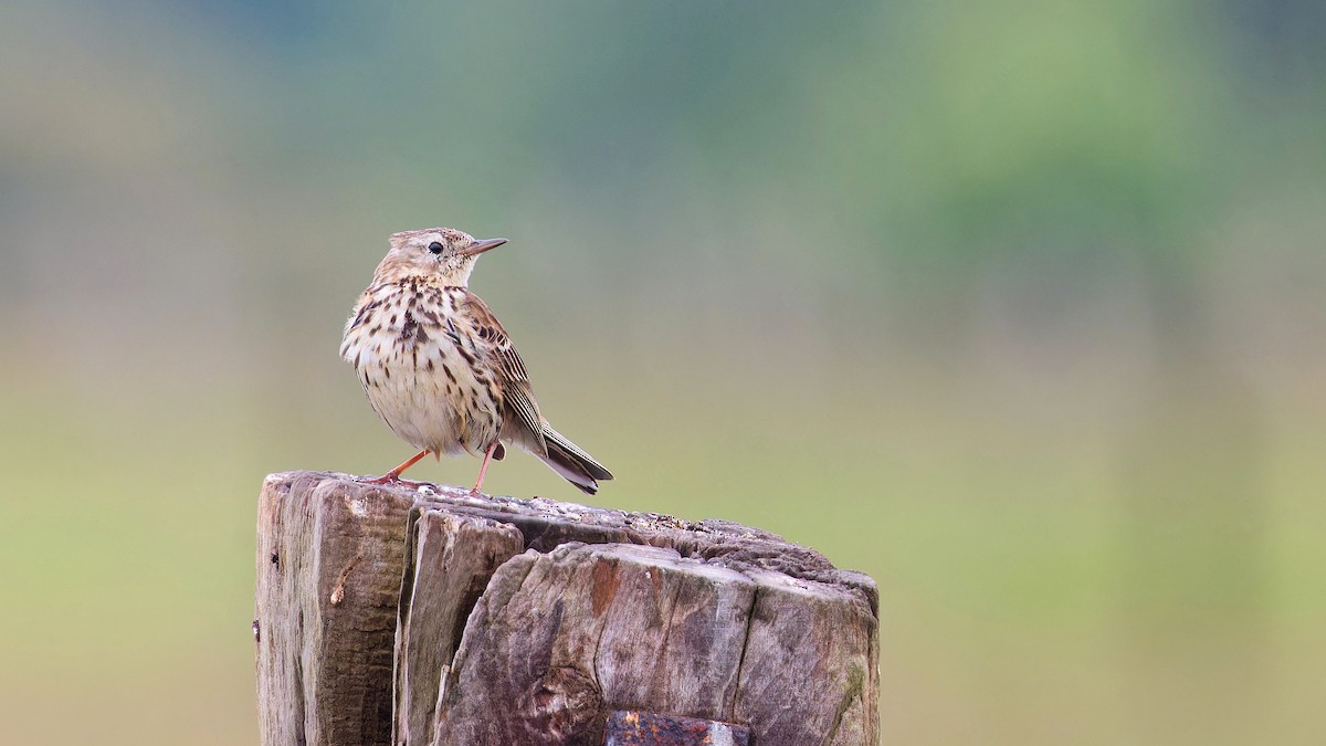 Negu-txirta - ML647850958